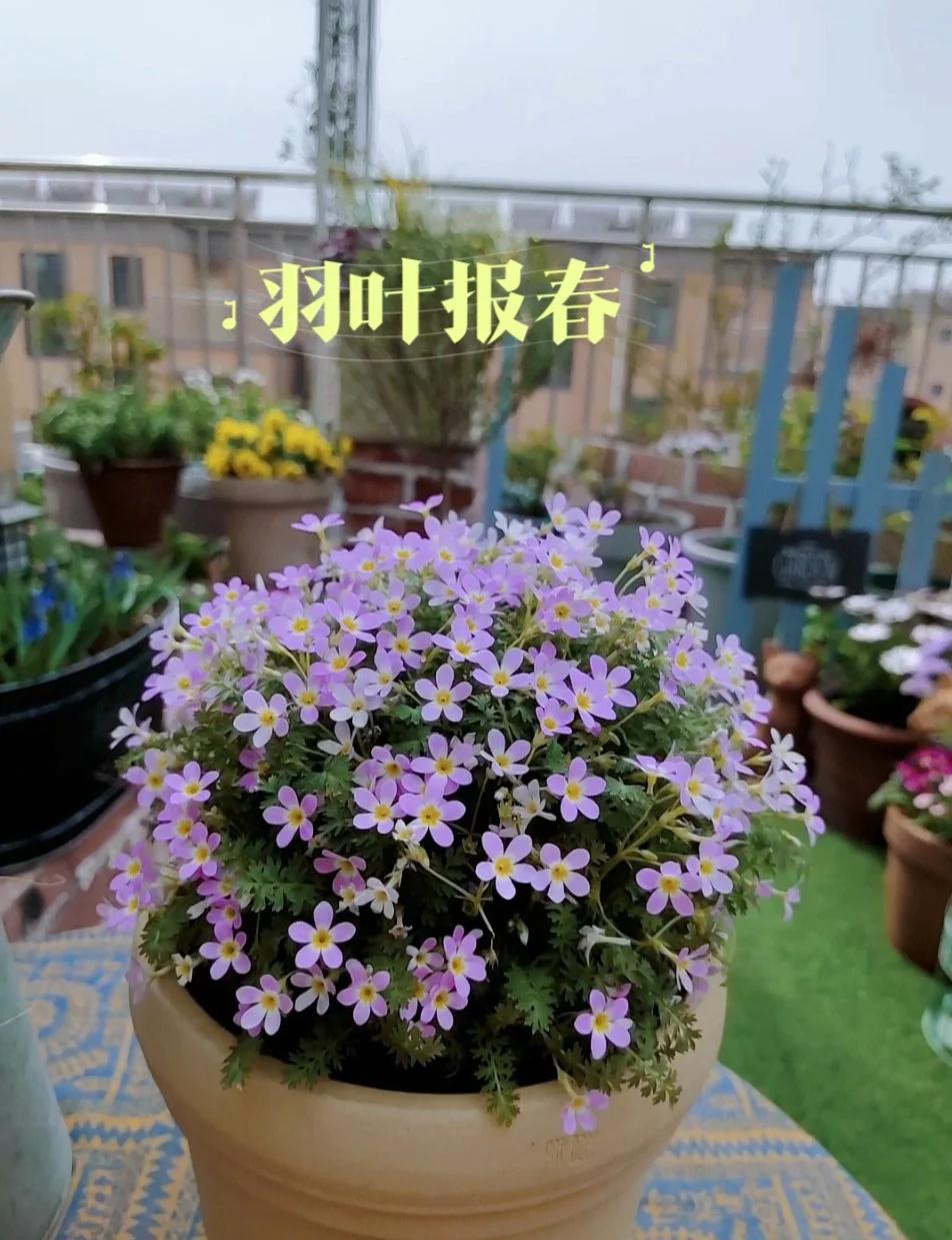 报春花的养殖方法和注意事项容易生虫子吗