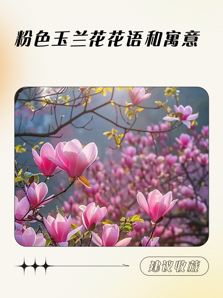 和田玉白玉兰花的寓意