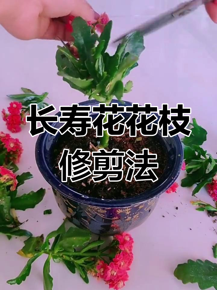 长寿花怎么修剪才能多开花