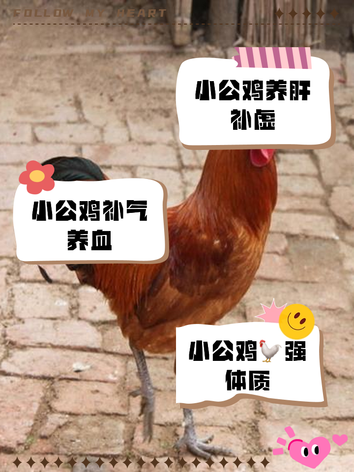 吃公鸡有营养吗