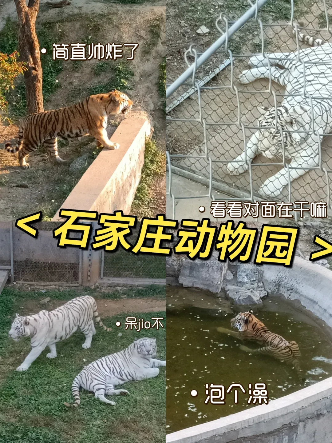 石家庄海洋馆在哪里预约