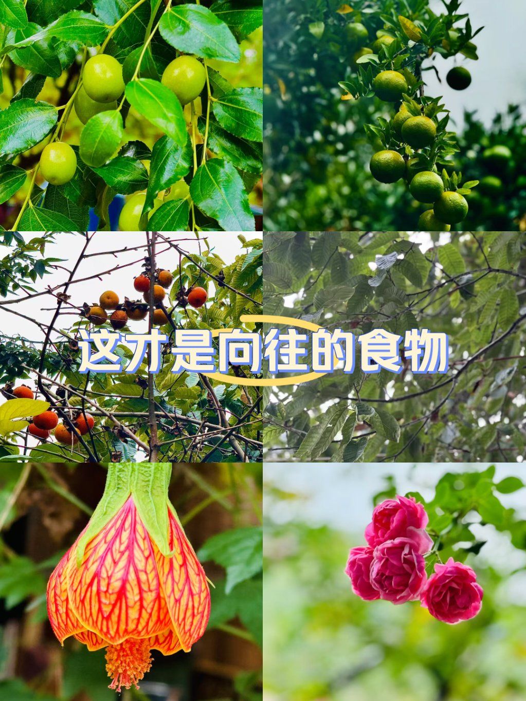 “纯天然”食品一定是安全的吗?为什么?