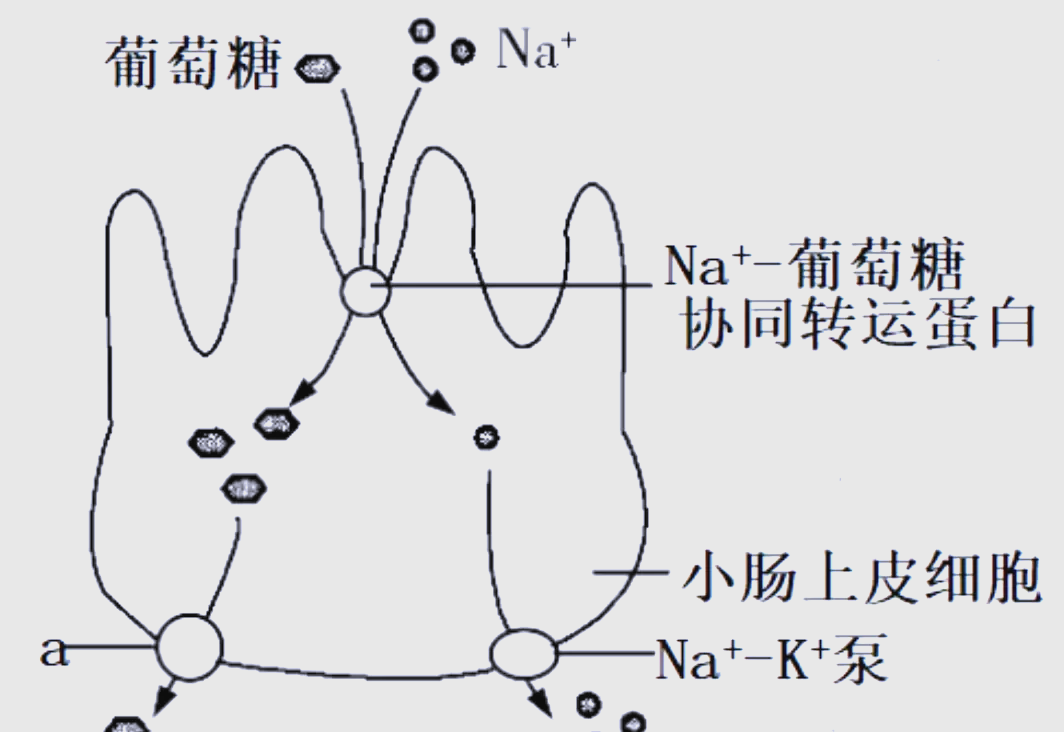 主动运输,自由扩散,协助扩散的区别以及例子