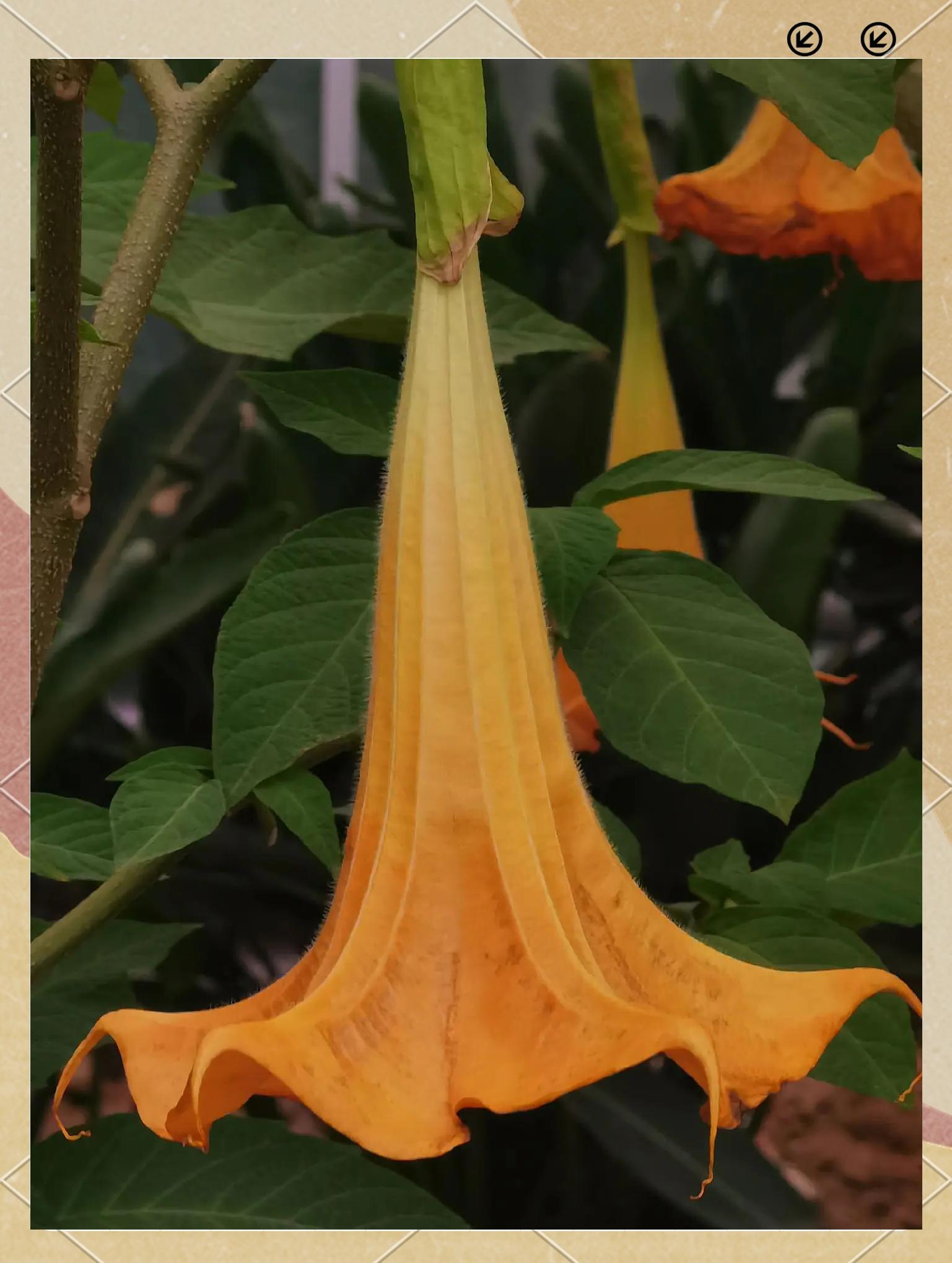 曼陀罗花花语和寓意