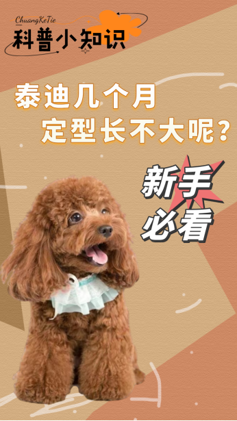 男泰迪狗名字洋气霸气