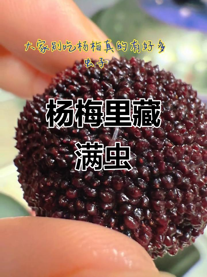 杨梅为什么会有虫子呢