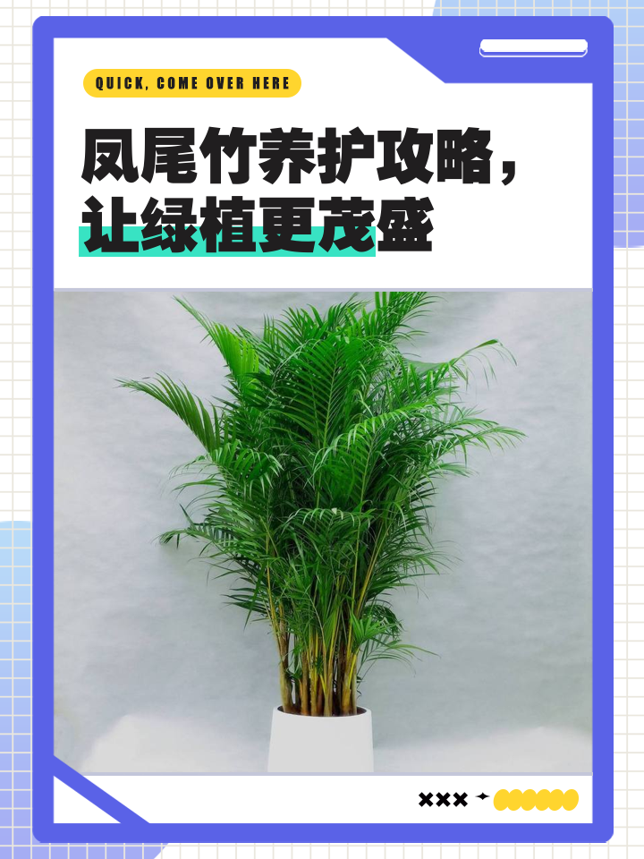 凤尾竹的养护技巧图解