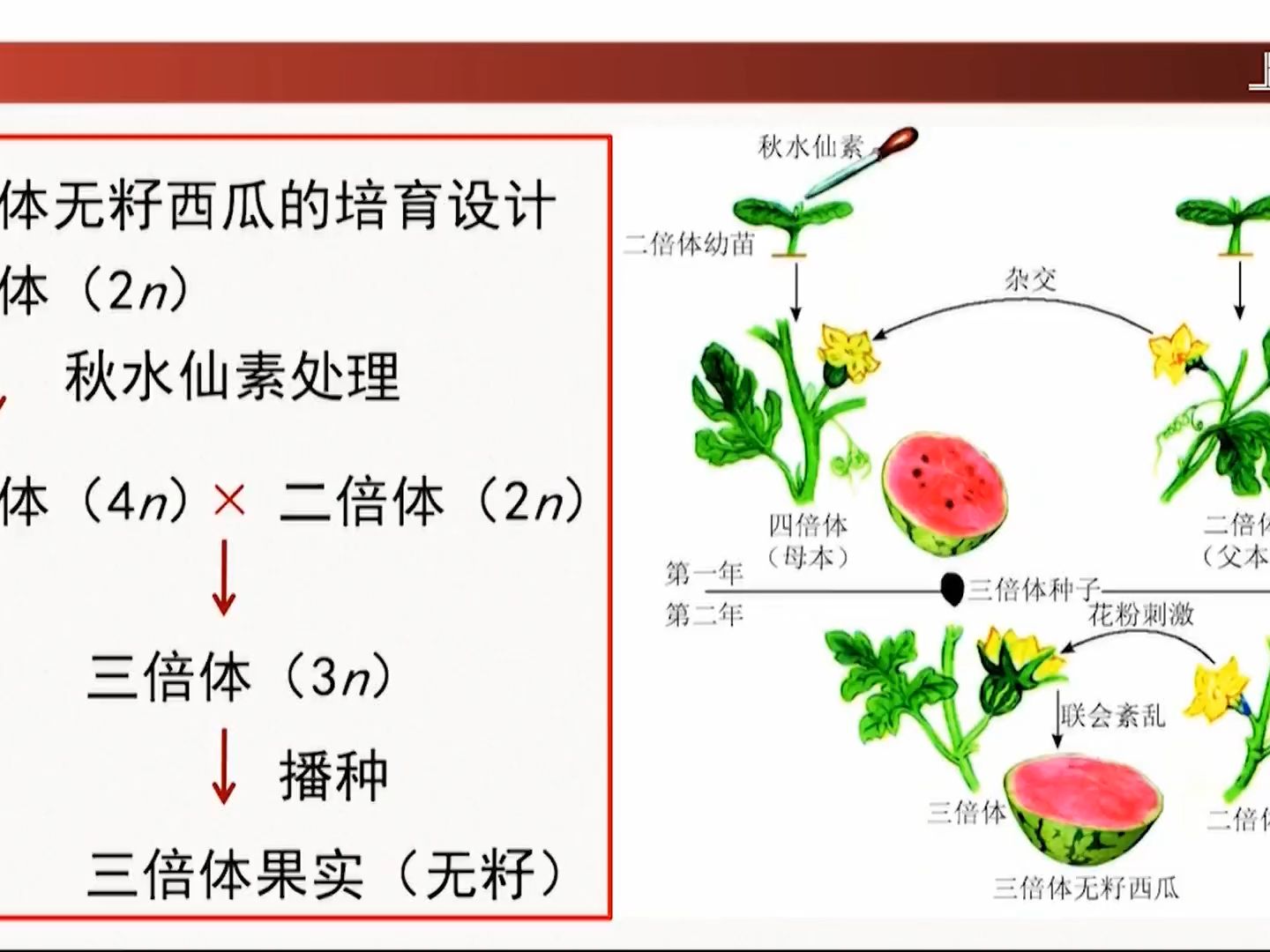 三倍体无籽西瓜的三种方法
