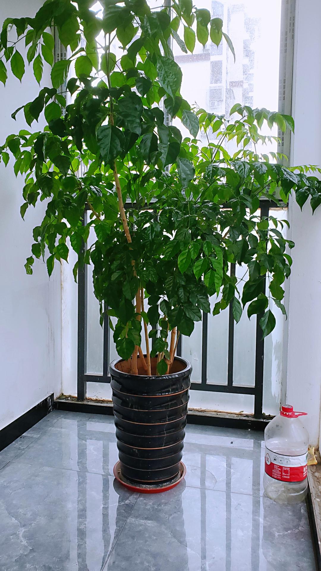 请问门前栽什么树好