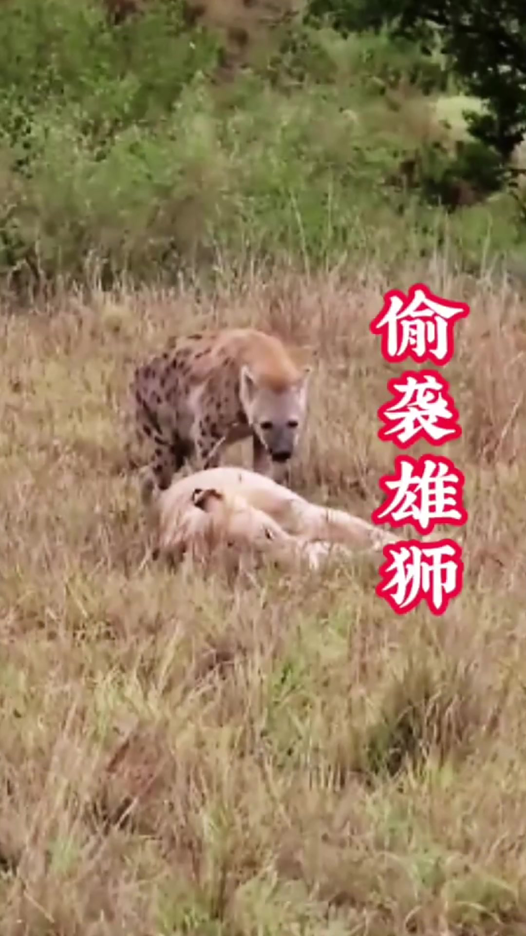 无法无天打个动物打个生肖