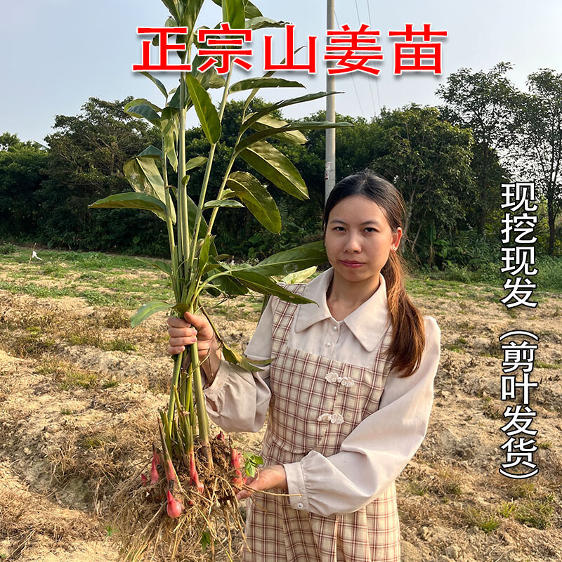野山姜怎么种植最好