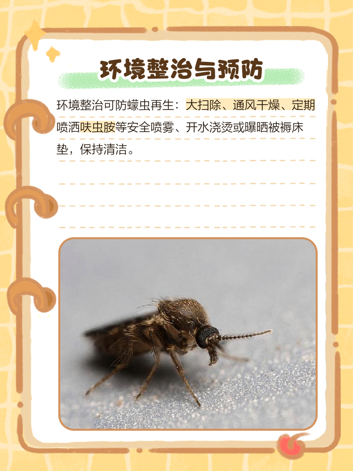 床虫怎么处理