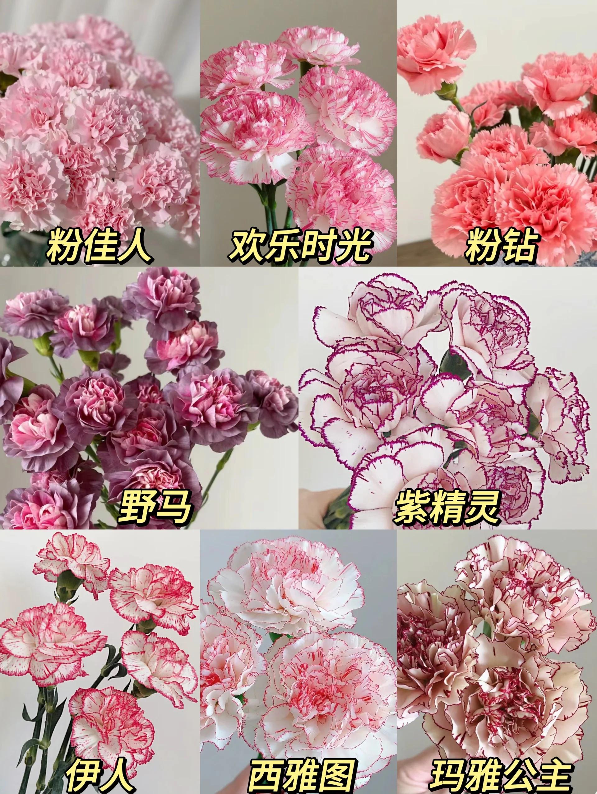 送母亲康乃馨多少朵好