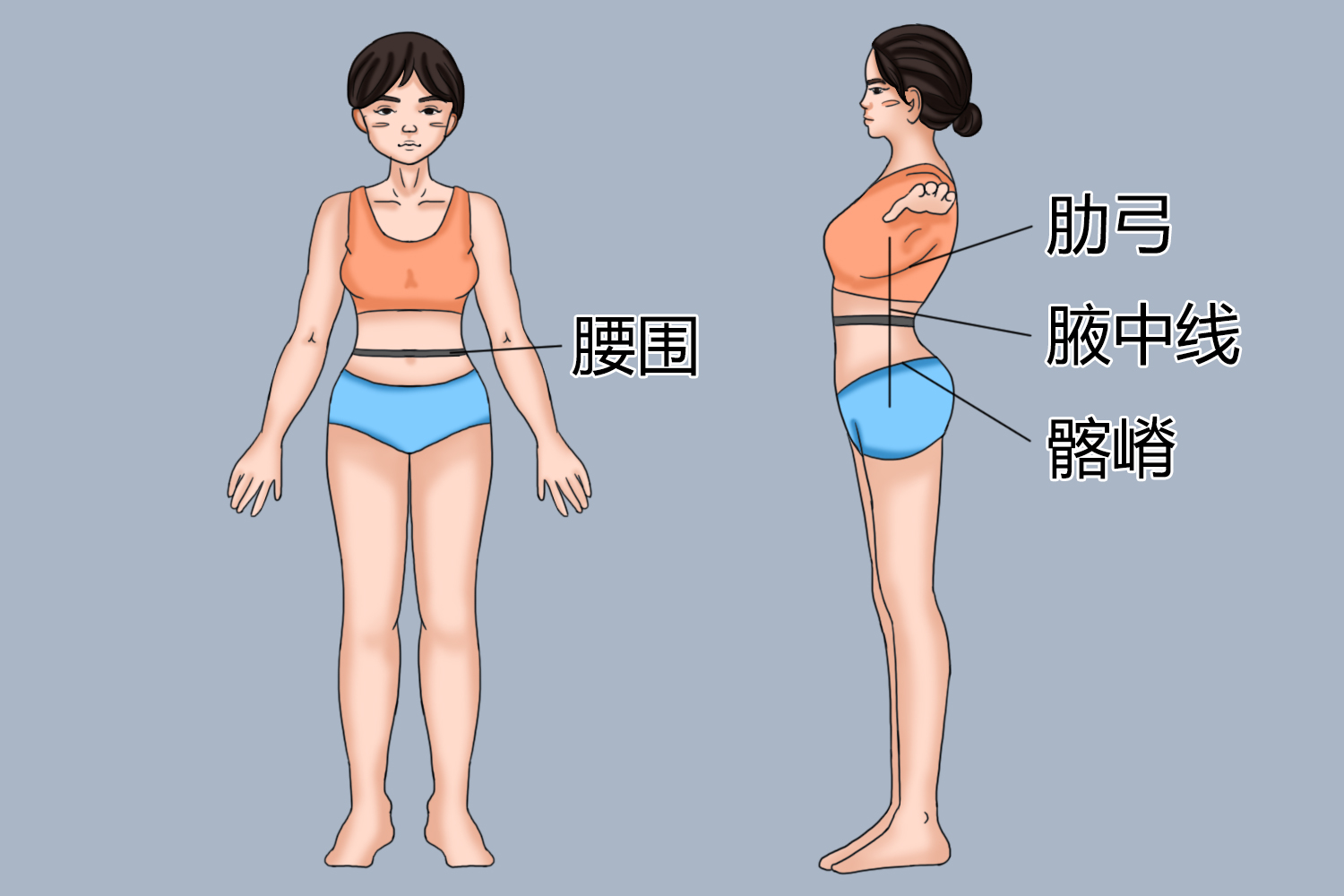 1米6的女士最佳腰围多少