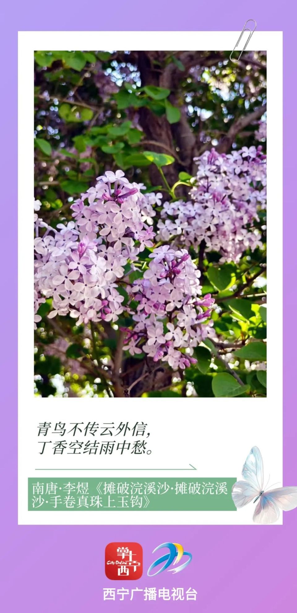 关于丁香花的诗句以及意思