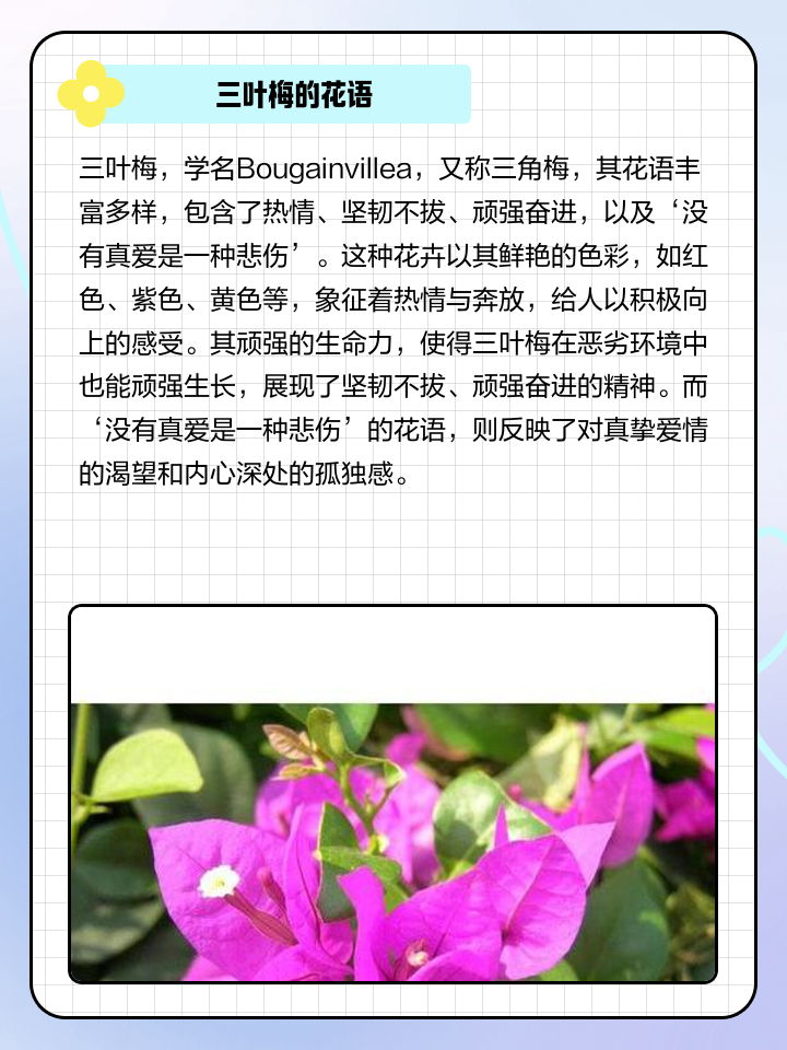 三叶梅何时开花