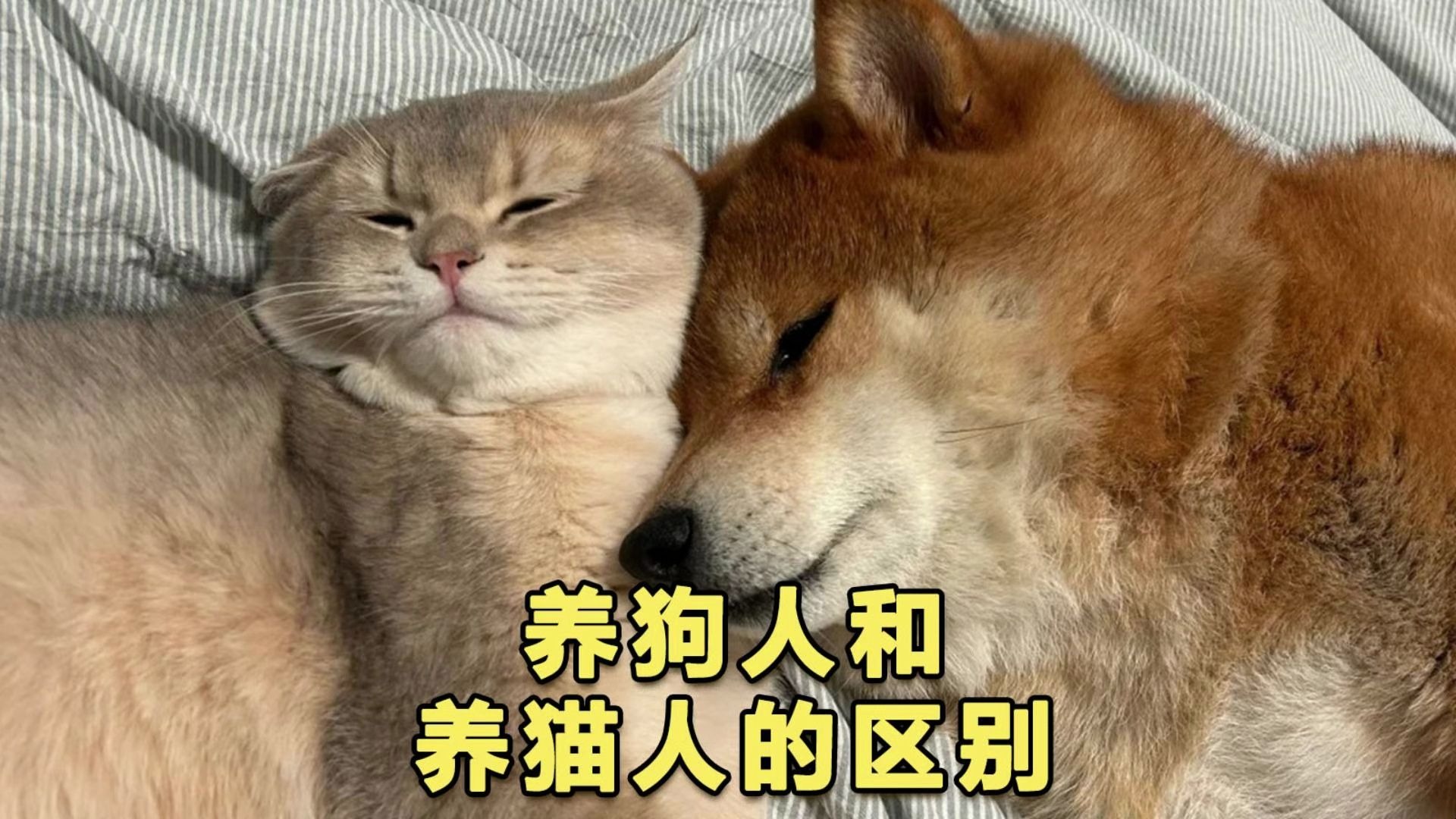 为什么家里尽量不要养猫