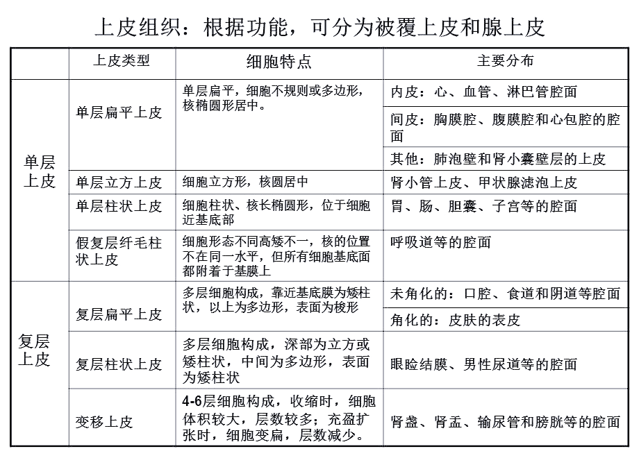 什么是上皮组织?