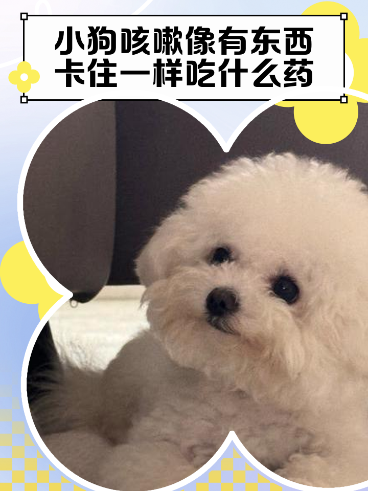 狗狗总是咳咳的像卡住东西怎么办