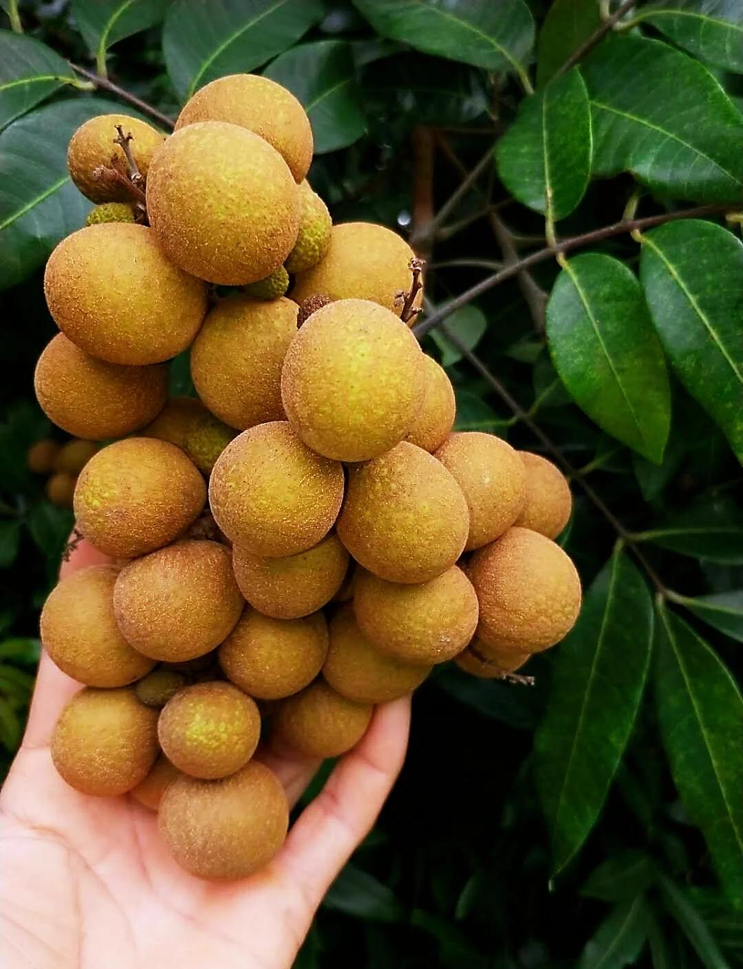 胃不好吃什么水果最好最有效