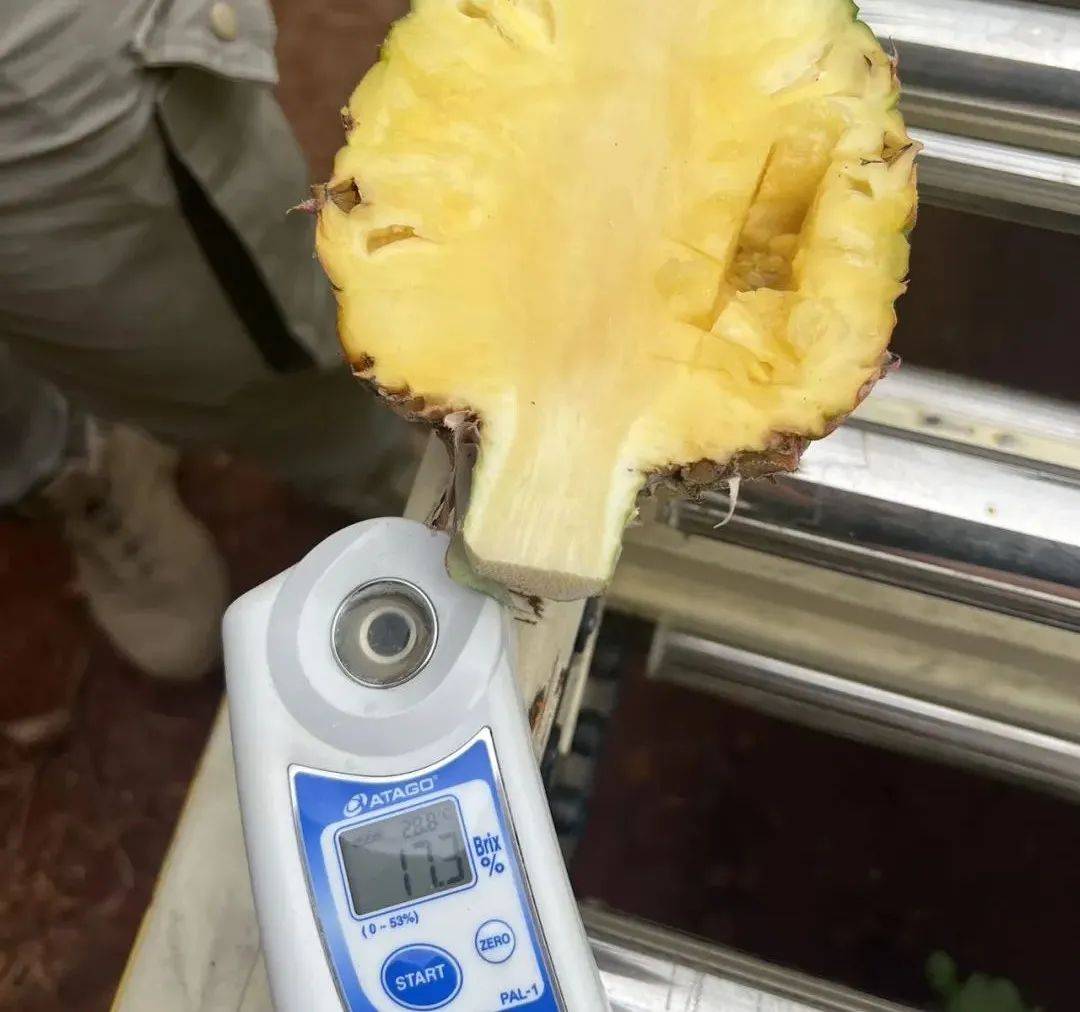 凤梨还要用盐水泡吗?