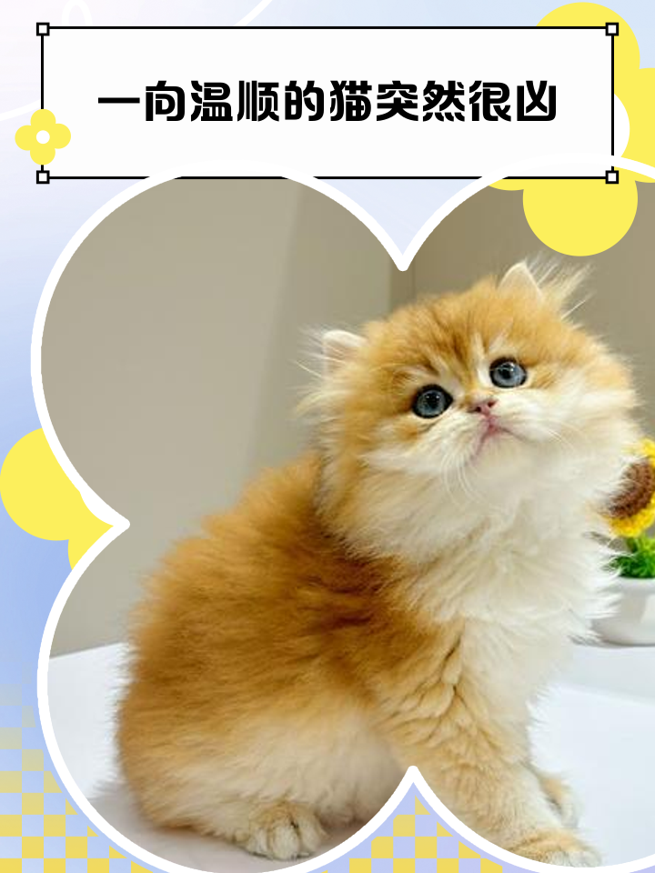 家里进猫是吉还是凶有什么说法