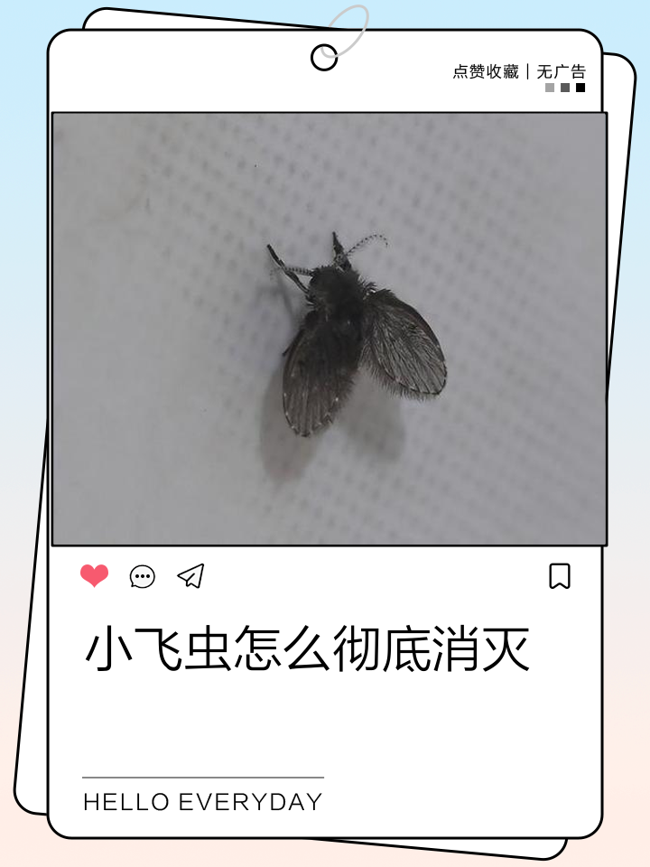 家里小飞虫子怎么清除