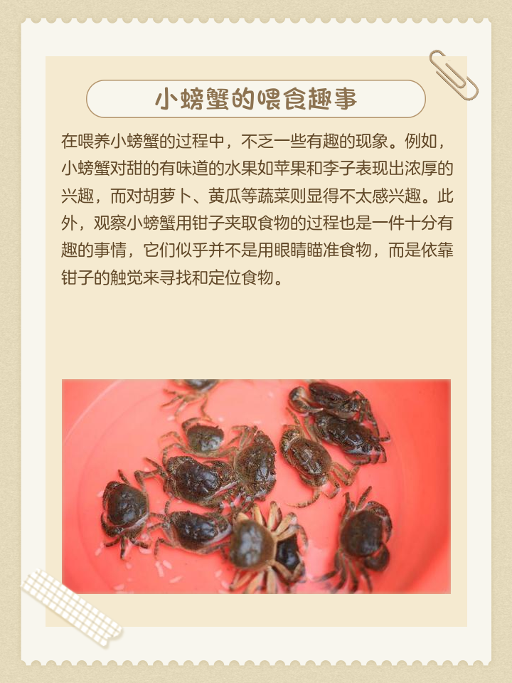 养小螃蟹吃什么东西吃最好养活
