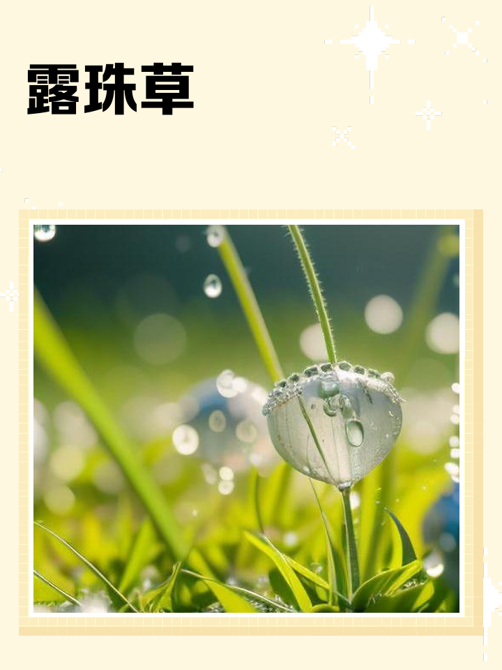 晶莹剔透露珠像什么比喻句