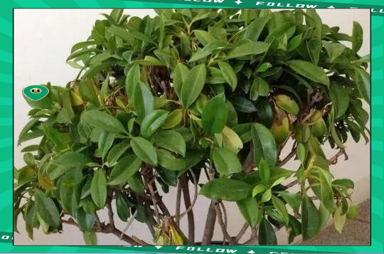 非洲茉莉的养殖方法及修剪