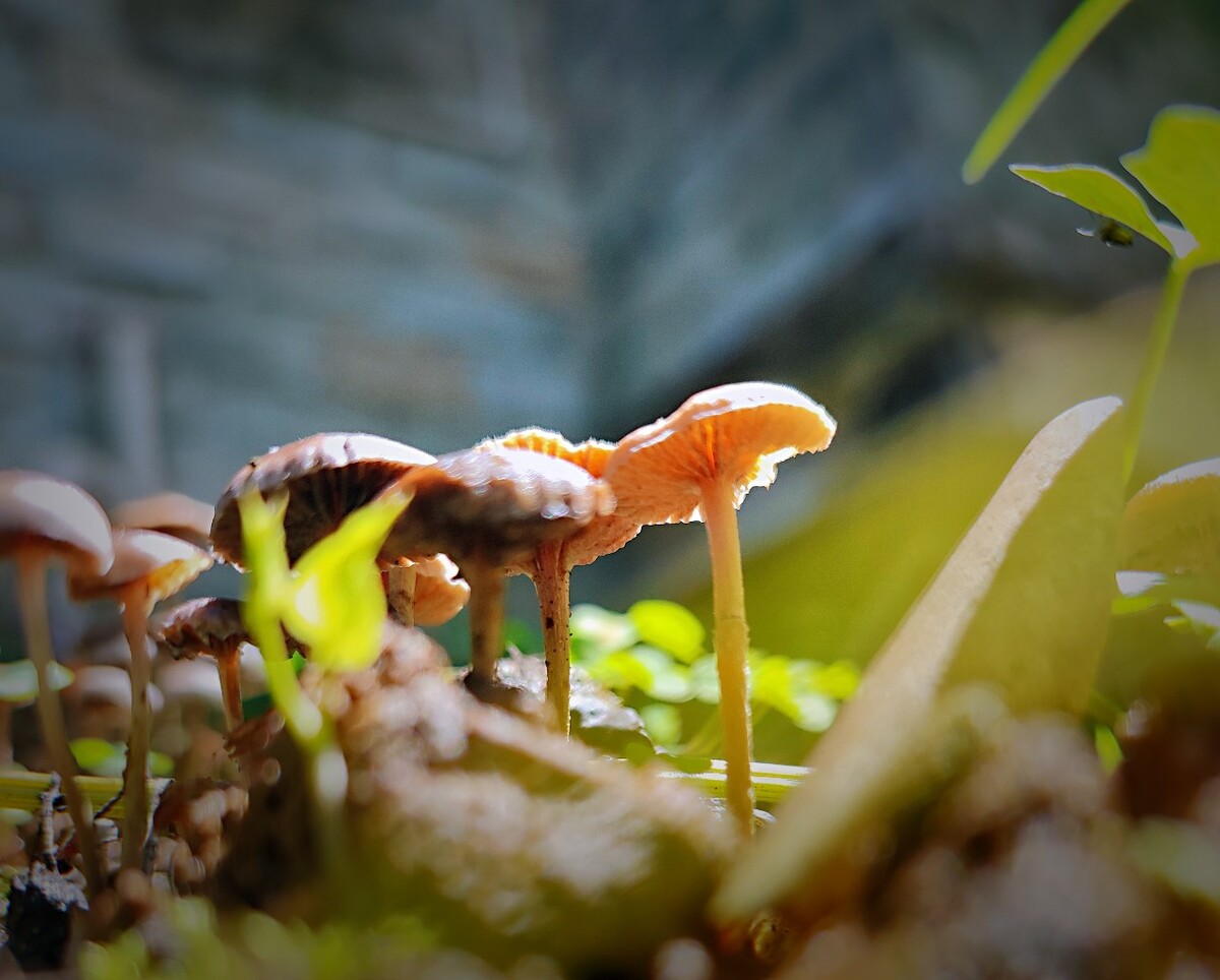 茁壮的茁的拼音怎么读