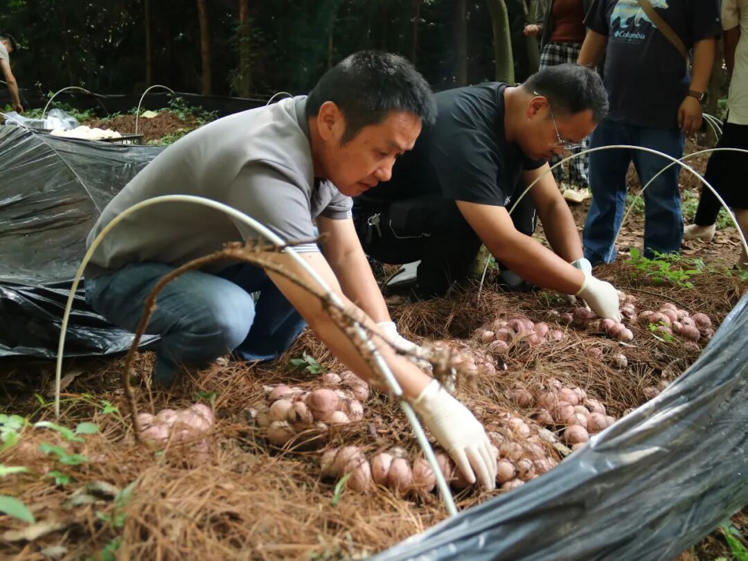 竹荪种植方法图解