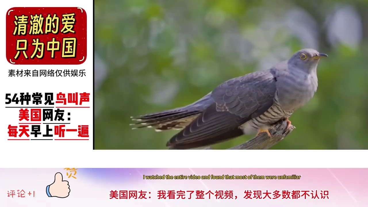 鸟叫的象声词是什么呢