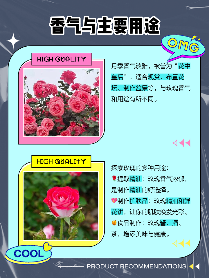 月季与玫瑰花的区别在哪里图片