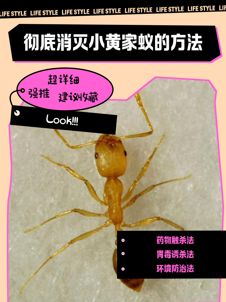 如何消灭家里的蚂蚁小妙方