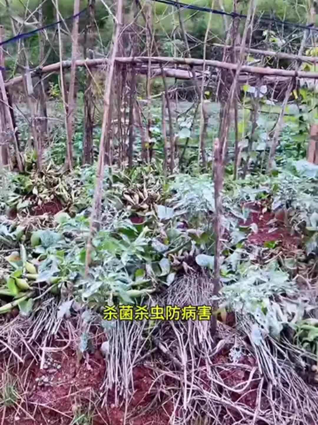 土壤去虫方法