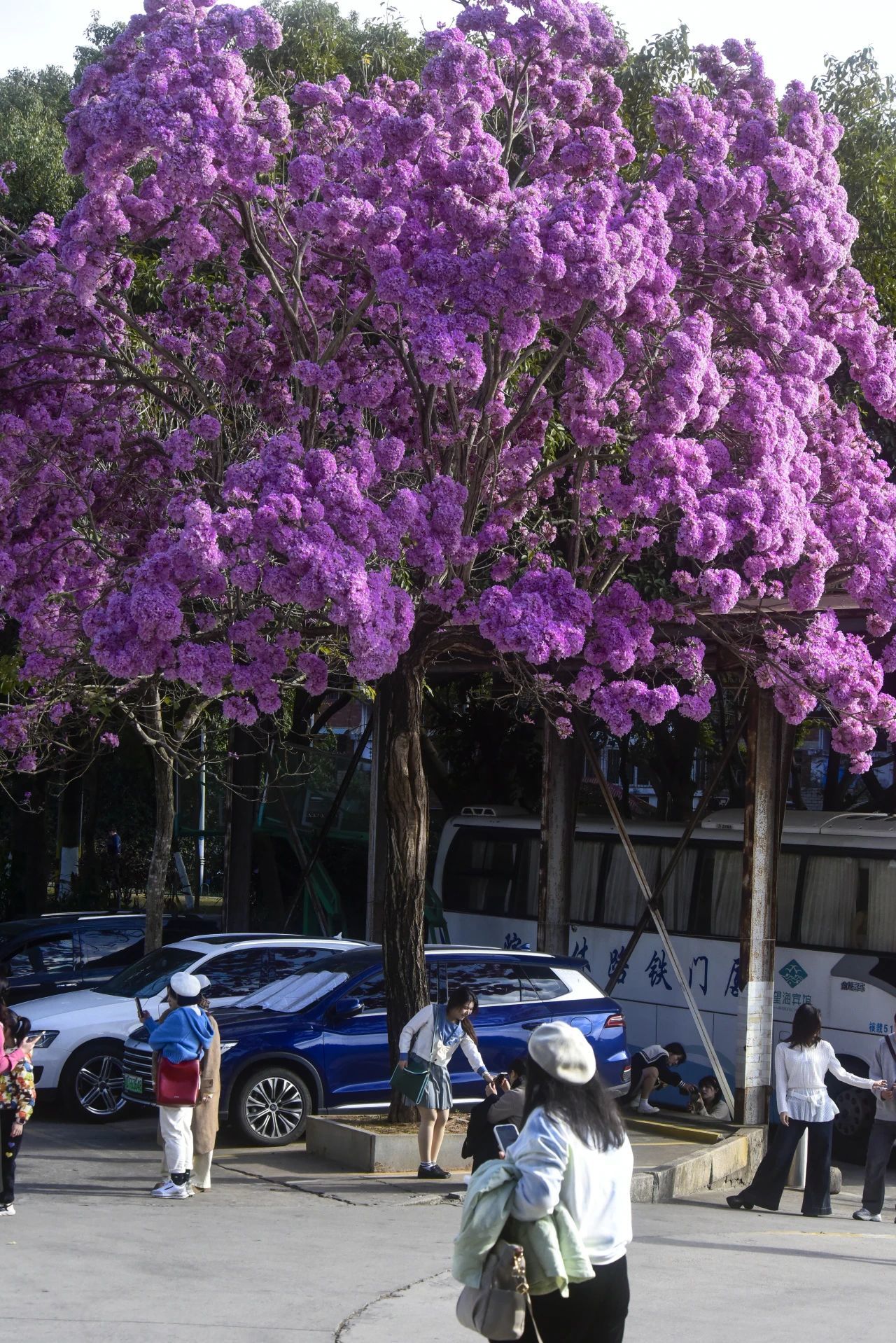 厦门市花有几种
