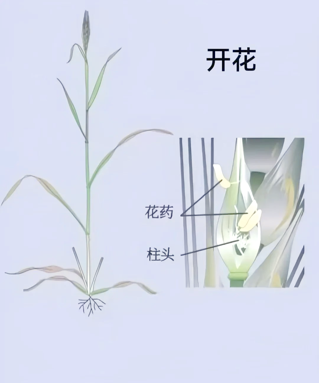 小麦种植方法与管理才能高产