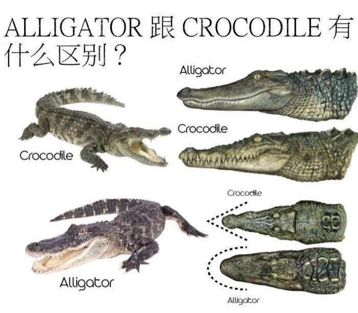 鳄鱼的英语怎么读Alligator
