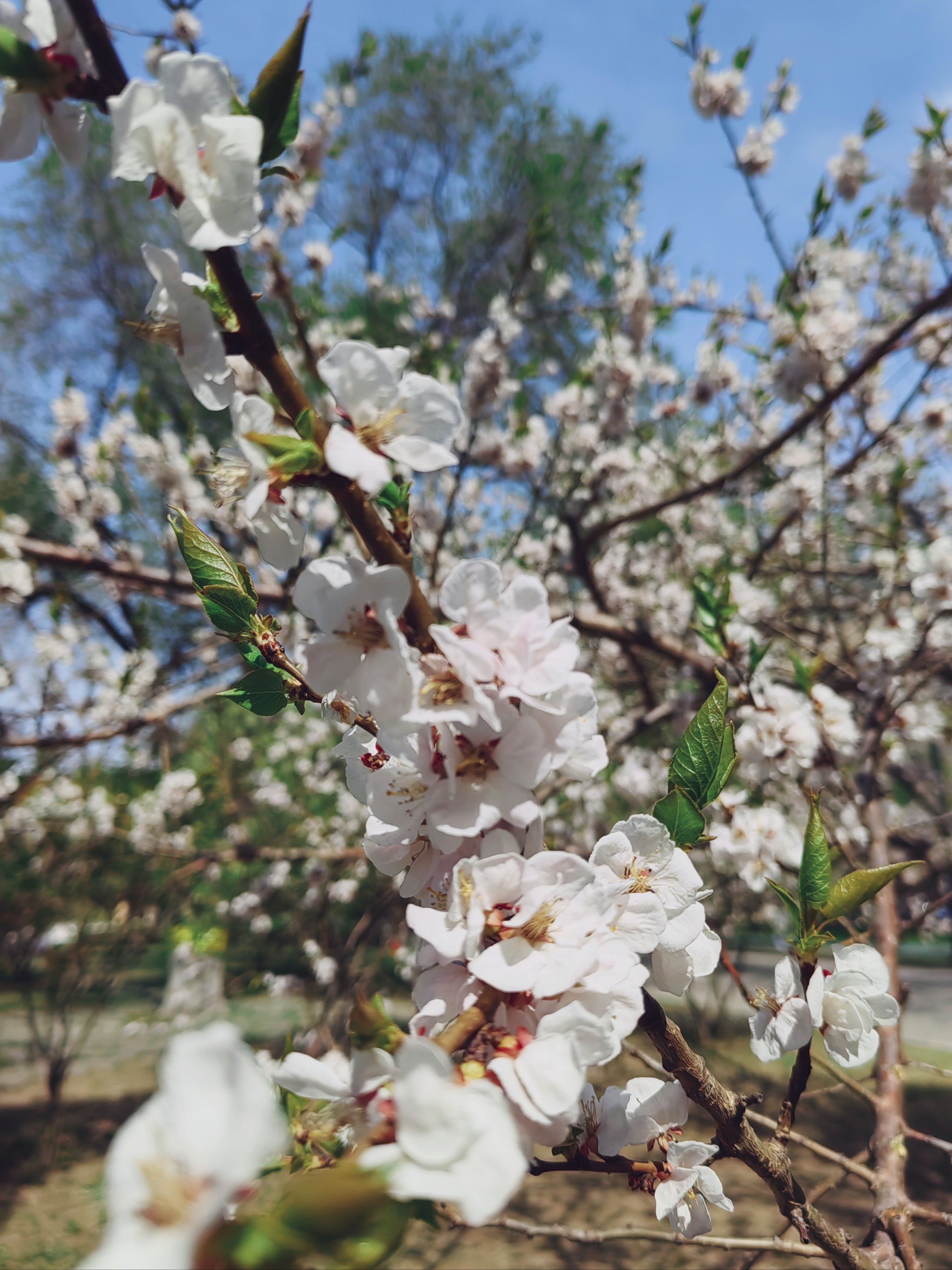 杏花是啥颜色的?