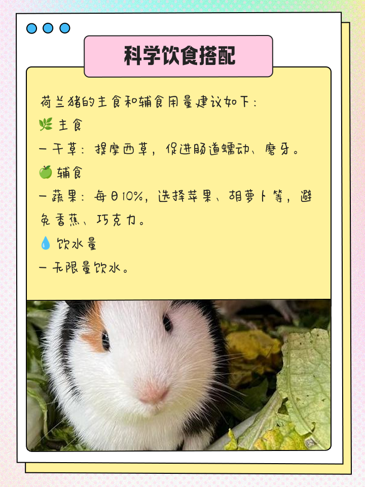 黑豚鼠养殖方法图解