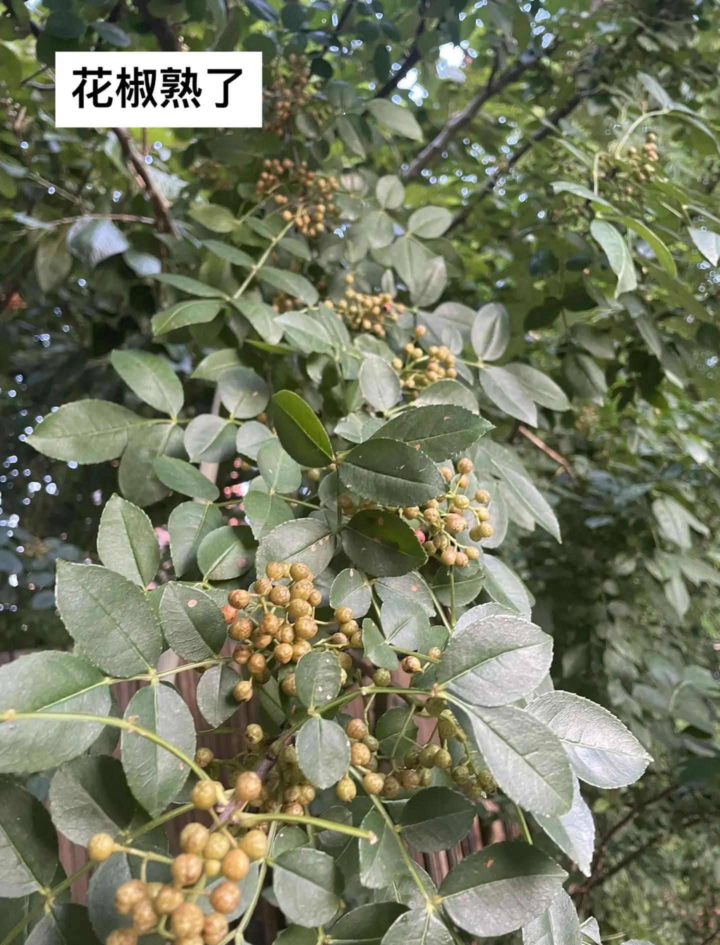 鲜花椒的腌制方法视频