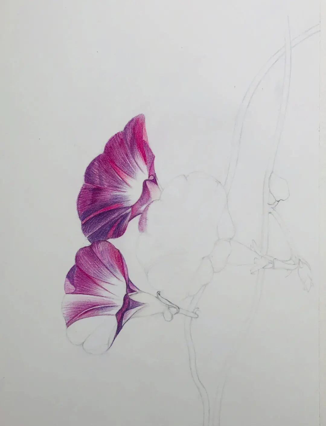 牵牛花简笔画 简单漂亮
