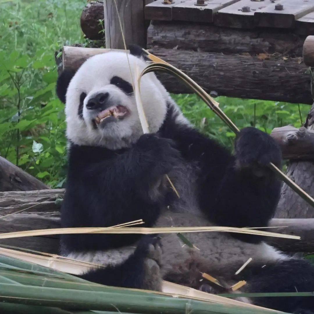 呲牙咧嘴的呲是什么