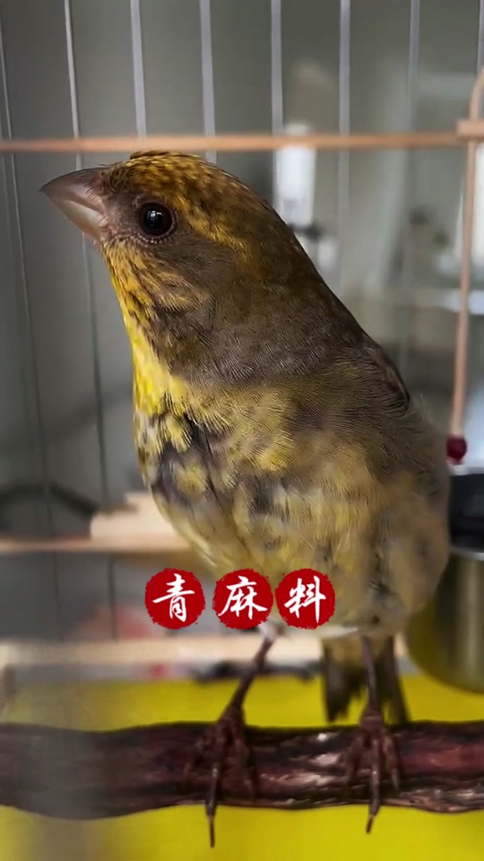 麻料鸟叫声音大全mp3