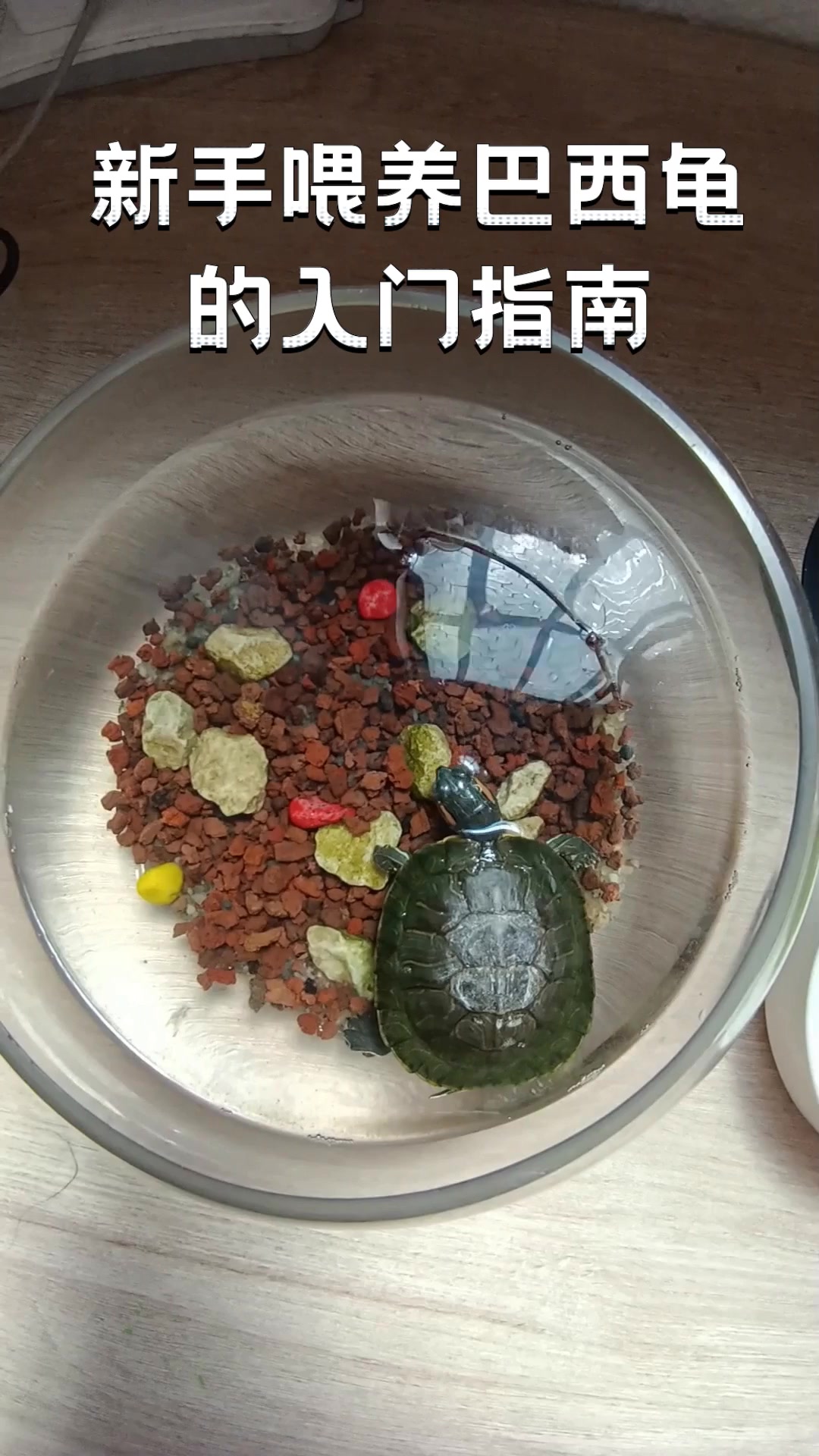 乌龟怎么养的活的久