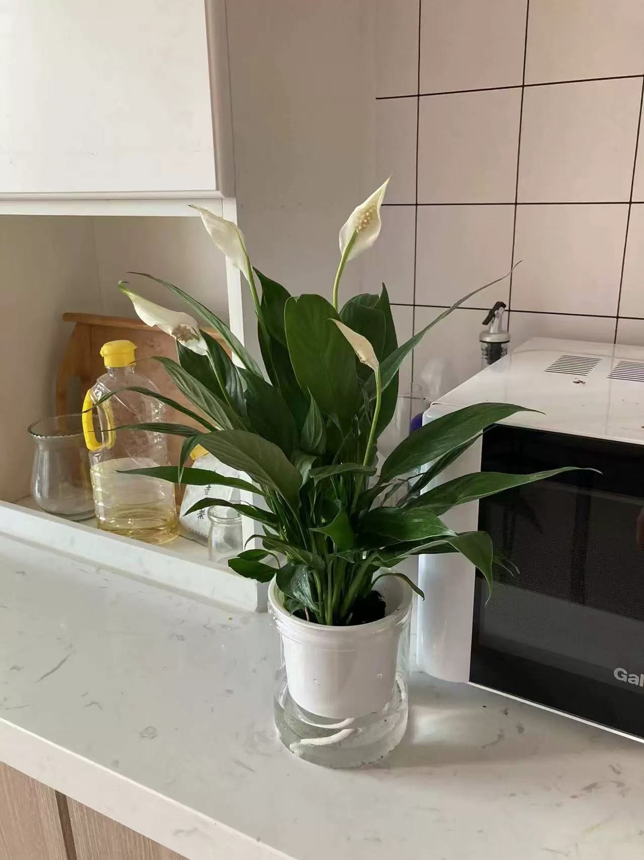 适合室内水养的植物花卉