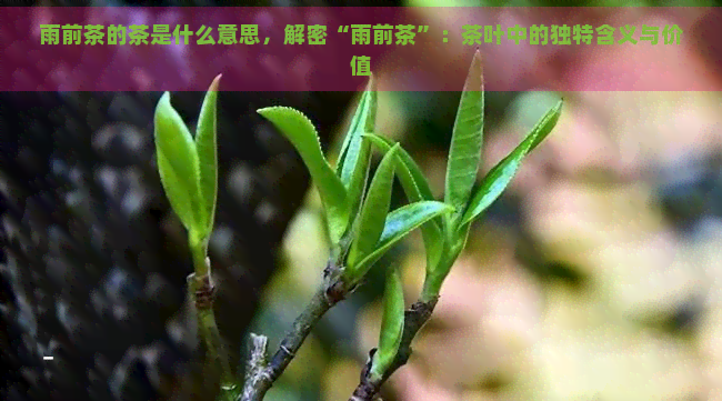 雨前茶的功效