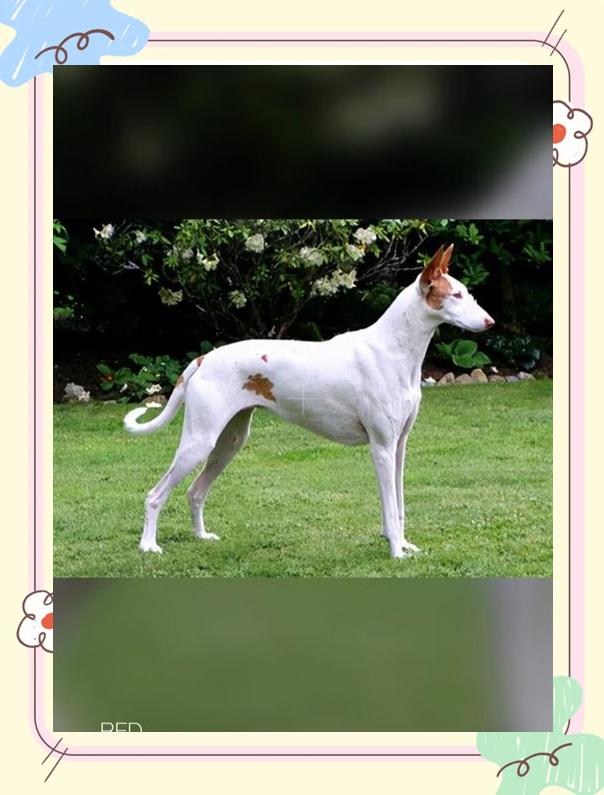 法老王猎犬的用途是什么啊