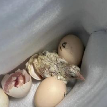 什么样的鸡蛋能孵出小鸡来